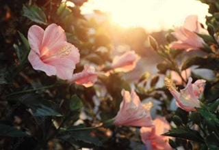 Ceramic Fish Beaded Stretch Bracelet: Turquoise & White Seed Beads.